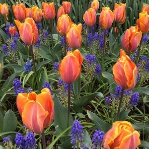 Meet your Posher, Devin